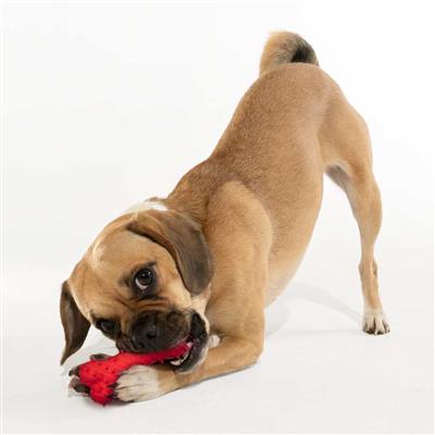 TEETHING BONE BEEF MD