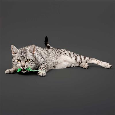 PLAYOLOGY CAT - LIZARDS WITH BUGS - 2-PACK