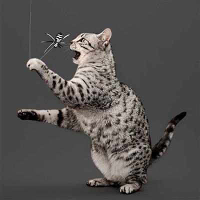 PLAYOLOGY CAT - SPIDER TEASER