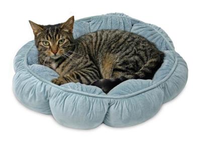 Aspen Puffy Round Pet Bed Assorted 1ea/18 in