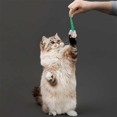 PLAYOLOGY CAT - MINNOWS - 2-PACK