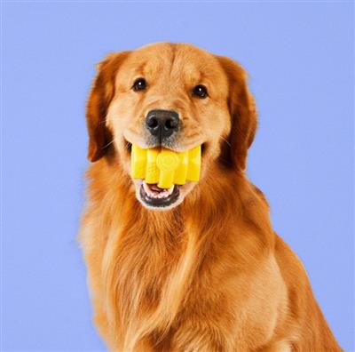 Project Hive Pet Company Hive Chew Toy  Yellow Small