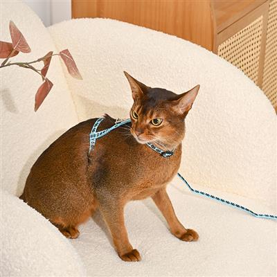 Cat Harness & Leash Set— Kitty