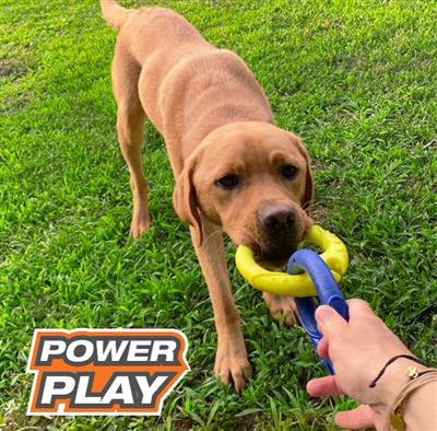 Nylabone Power Play Tug-a-Ball 2-in-1 Ball and Tug Toy for Dogs 1ea/Large/Giant - Up To 50 lb