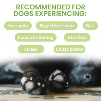 Ready Balance Probiotic Gel for Dogs - 3.5oz - Squeezable