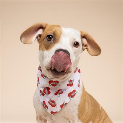 Love Sister Dog Bandana