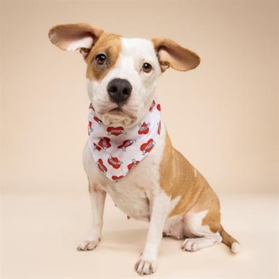 Love Sister Dog Bandana