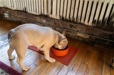 Houndstone BPA Free Silicone Dog Bowl, 4.5 Cups, Dishwasher Safe, Rosewood