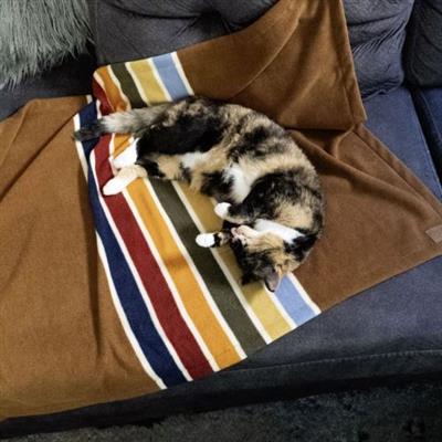 Pendleton National Park Crate Blanket - Joshua Tree