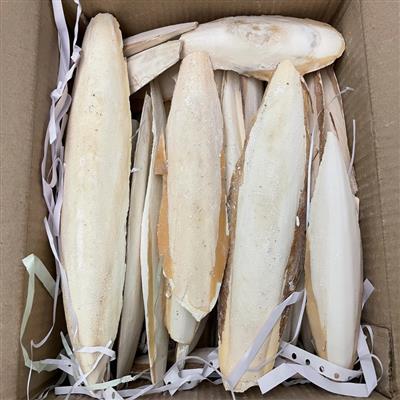 A & E Cages Cuttlebone Pieces Bulk Box 1ea/4-6 in, 5 lb