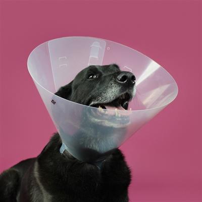 KVP BETSY™ Clear Collar