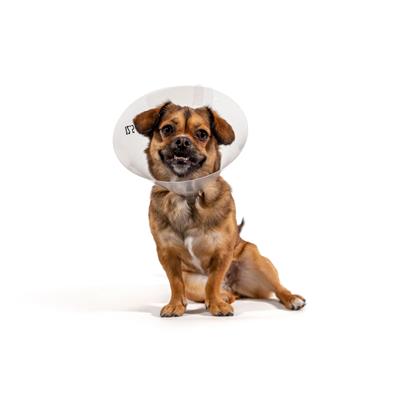 KVP BETSY™ Clear Collar