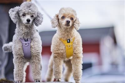 Hurtta Seeker Harness