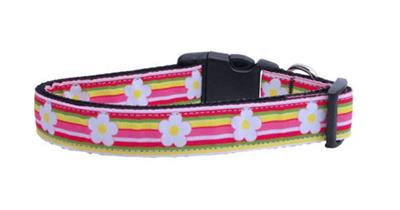 Dog & Cat Nylon Collar or Leash, "Striped Daisy"