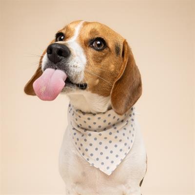 Polka Dot Blue Dog Bandana