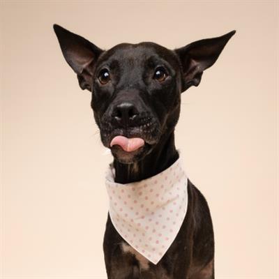Polka Dot Pink Dog Bandana