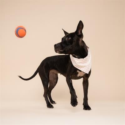 Polka Dot Pink Dog Bandana