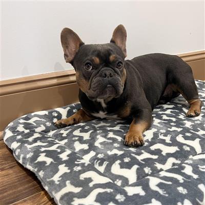 Territory Dog Classic Crate Mat Medium 19 x 30 x 2"