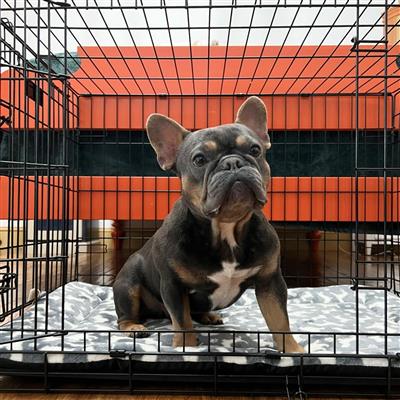 Territory Dog Classic Crate Mat Small 18 x 24 x 2"