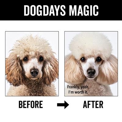 DOGDAYS Hydrating Dog Shampoo for Curly & Wavy Coats — Tear-Free, Vegan, and Hypoallergenic