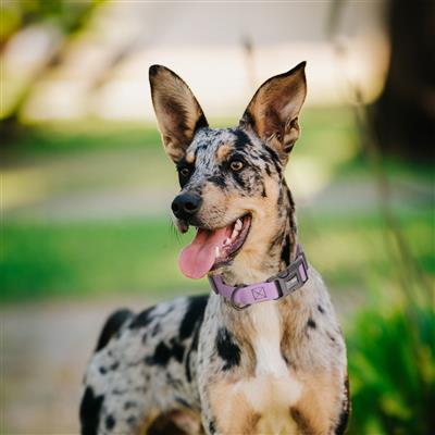 Pebble Emboss Biothane Dog Collar with Quick Release Buckle