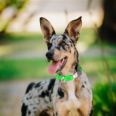 Dogline Pebble Emboss Biothane Dog Collar with Herm Sprenger Stainless Steel ClicLock Buckle