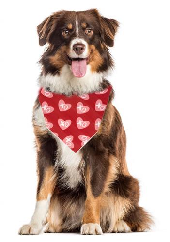 Valentine Bandana | Valentines Day Bandana | XOXO