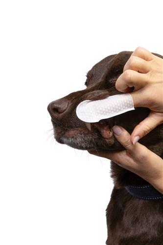 Dental Cleansing Wipes - 50Ct - Unscented