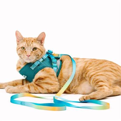 Joey Cat Harness & Leash Set