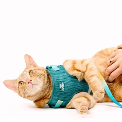 Joey Cat Harness & Leash Set