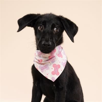 Let's Pawty in Pink Dog Bandana