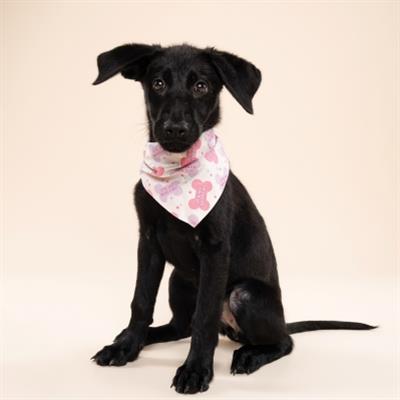 Let's Pawty in Pink Dog Bandana