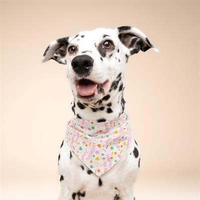 Sparkle Pawty Pink Dog Bandana
