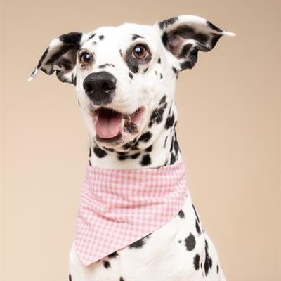 Pink Gingham Dog Bandana