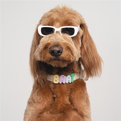 Silicone Dog Charms, Personalize Dog Collar/Leash (63 Pack Assorted)