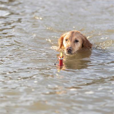 Buoy Aqua Snack Toy For Dogs