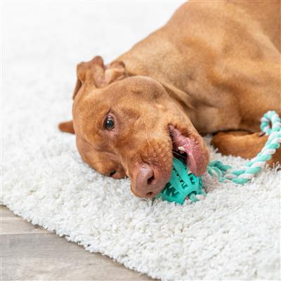 Dental Health Ball On A Rope, Mint Scented