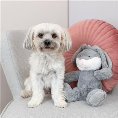 Evan The Bunny Plush Dog Toy