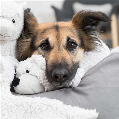 Eyleen The Alpaca Plush Dog Toy