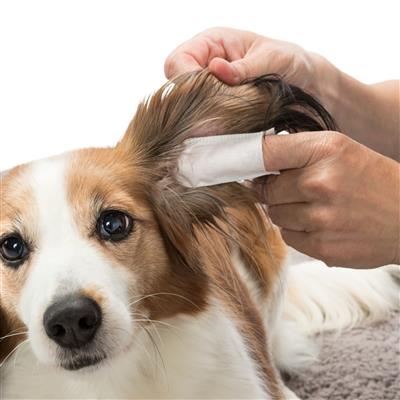 Pet Ear Care Finger Wipes, 50 Ct