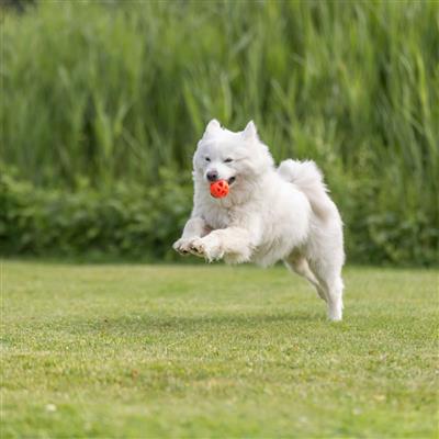 Honeycomb Ball Dog Fetch Toy