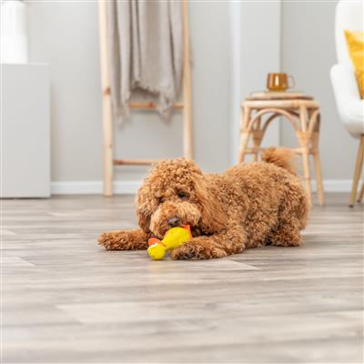 Quacky Duck Dog Toy