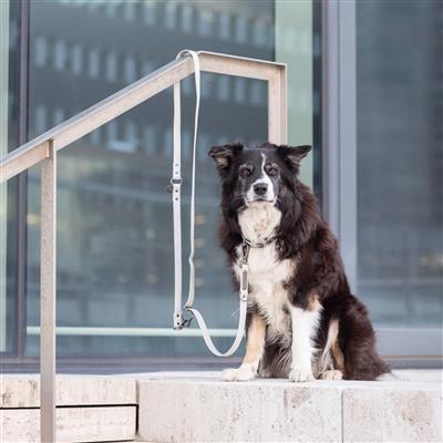 Citystyle Hands-Free Dog Leash