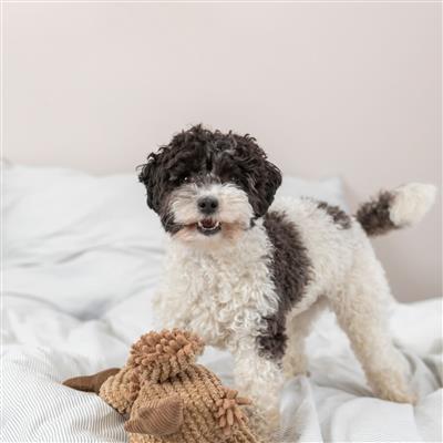 El Gustav The Vulture Plush Dog Toy