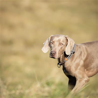 Riverstone Slip-Stop Collar, Dark Gray/Brown