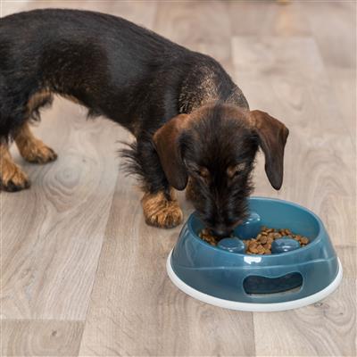 Slow Feeding Bowls For Dogs