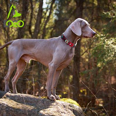 DOCO® AirTag D-Ring Collar