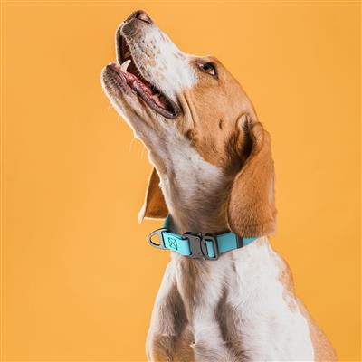 BioThane Dog Collar with Stab-Lock Quick Release Buckle