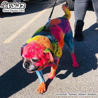 Temporary Color Paste Red 50ml by Opawz