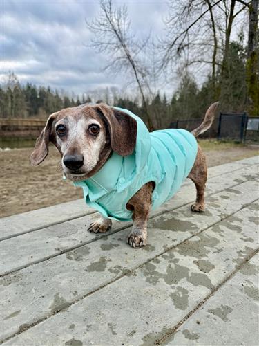 Puffer Dog Coat - Butter Yellow & Turquoise